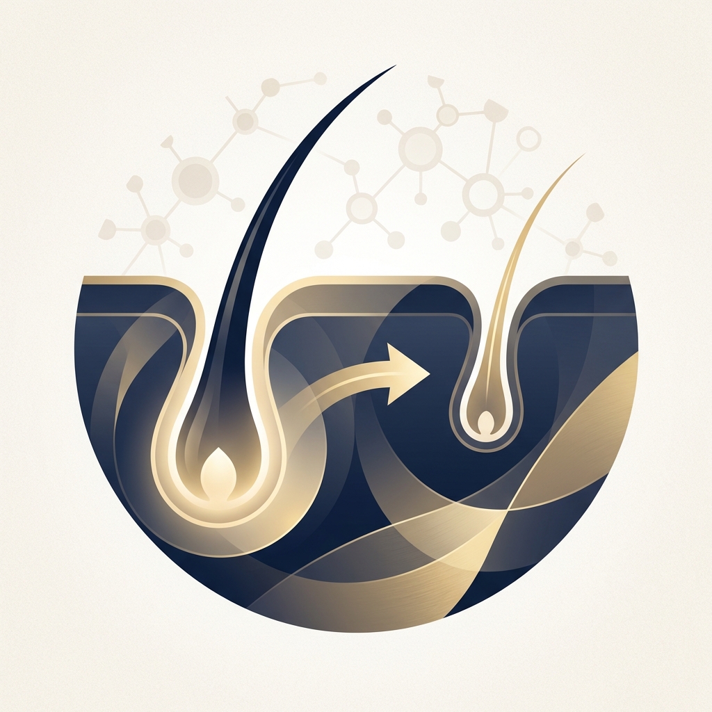 Stylized illustration showing hair follicle miniaturization, the biological process behind what causes male pattern baldness